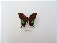 藏品(臺灣琉璃翠鳳蝶)的圖片